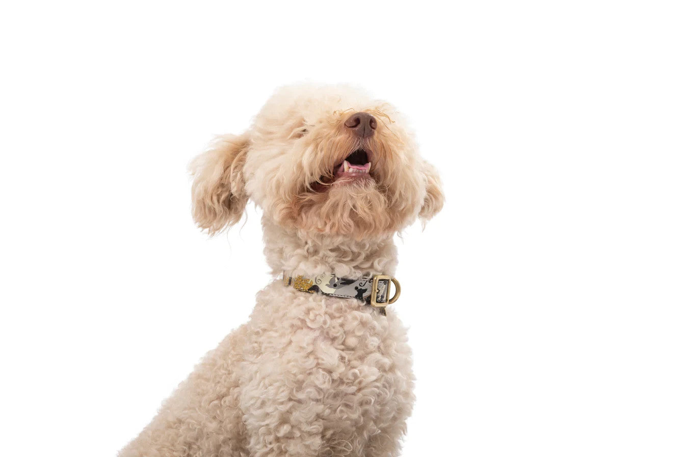 500$ POLDO X RUBINACCI NAPOLI Collar + Leash Leather Beige "La Greca"